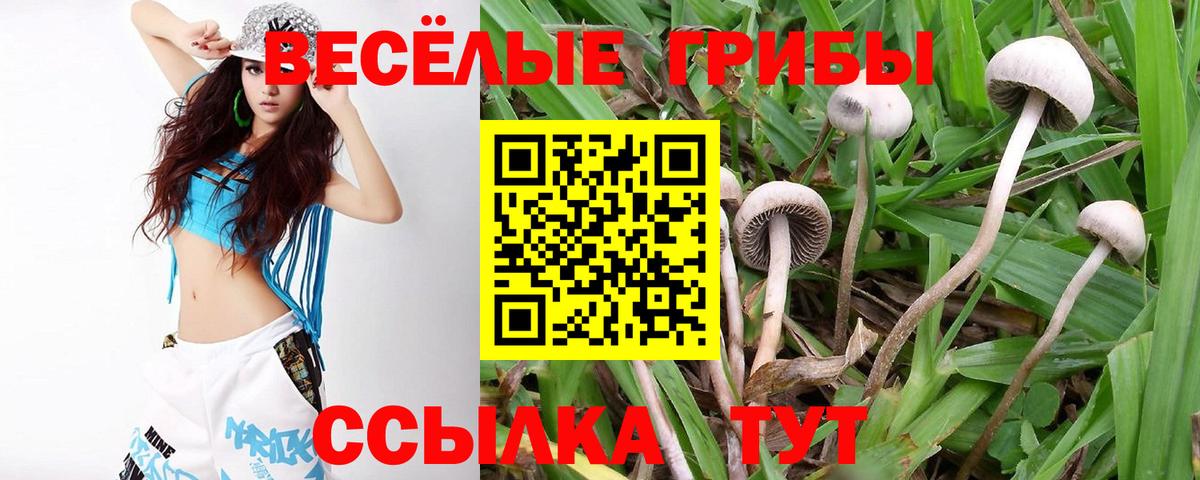 Галлюциногенные грибы Psilocybine cubensis Киров